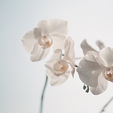 爱YQ的Sean的头像