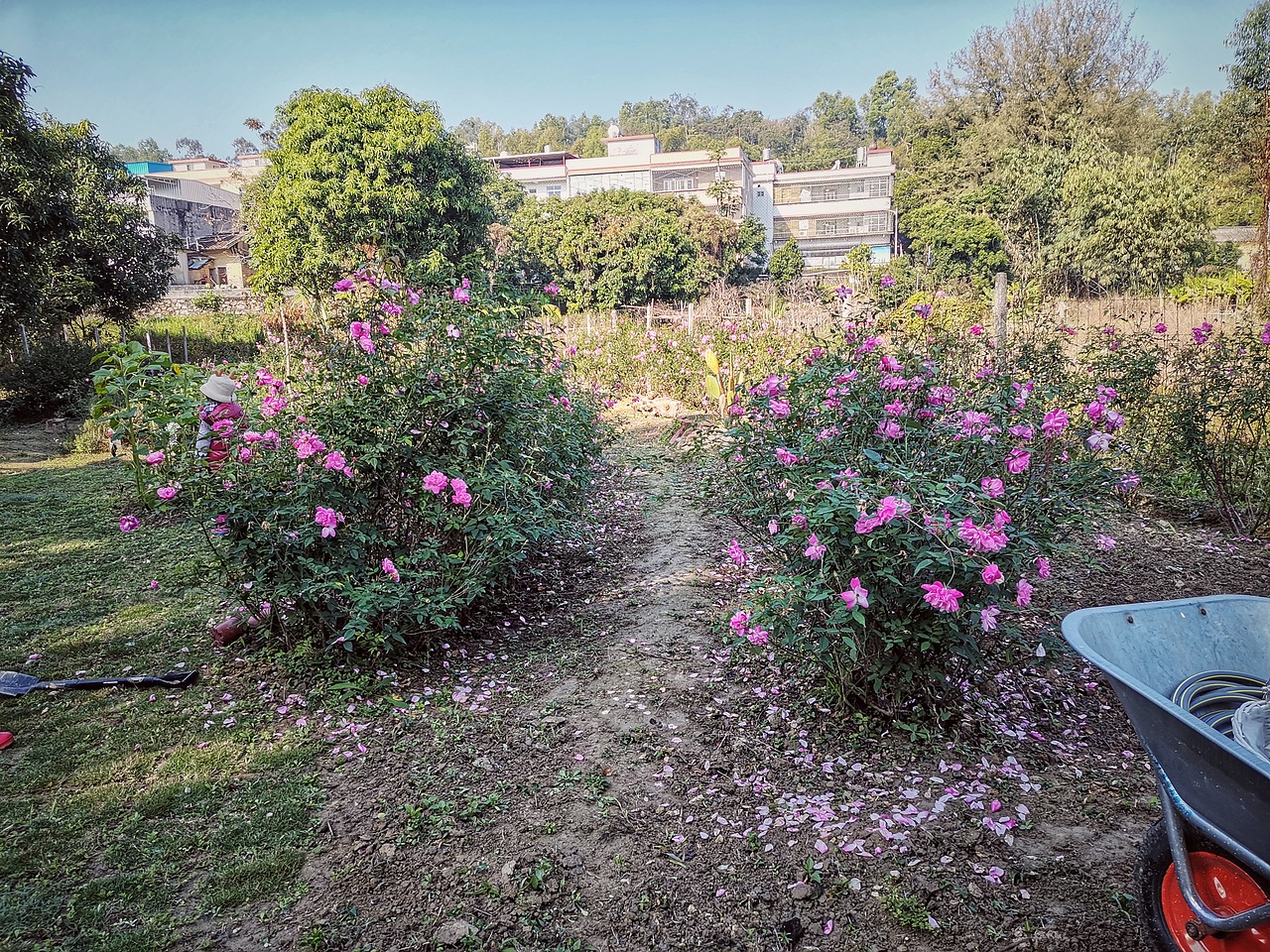 向日葵已开（图ZMjg0NDk1MTcy） - 风光摄影 - 站酷设计师治愈的花园原创素材 - 站酷ZCOOL