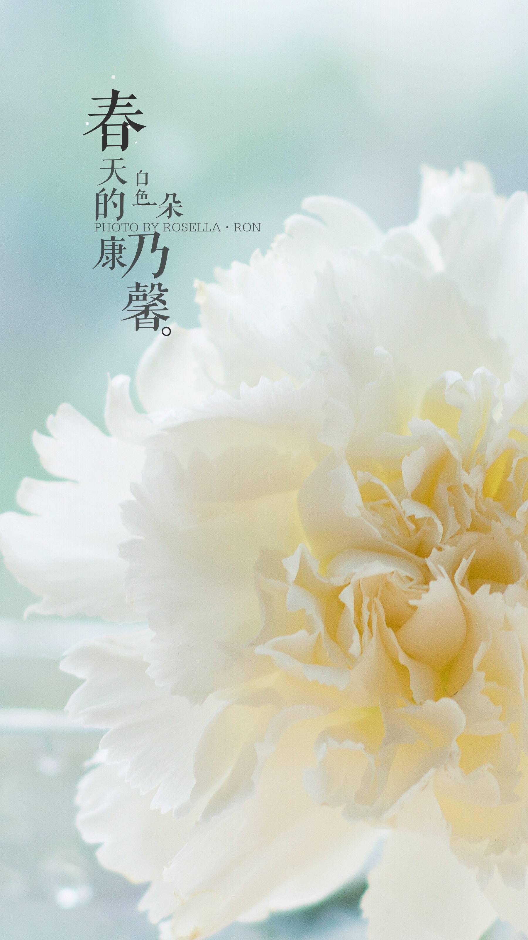 白色康乃馨图片 花语图片