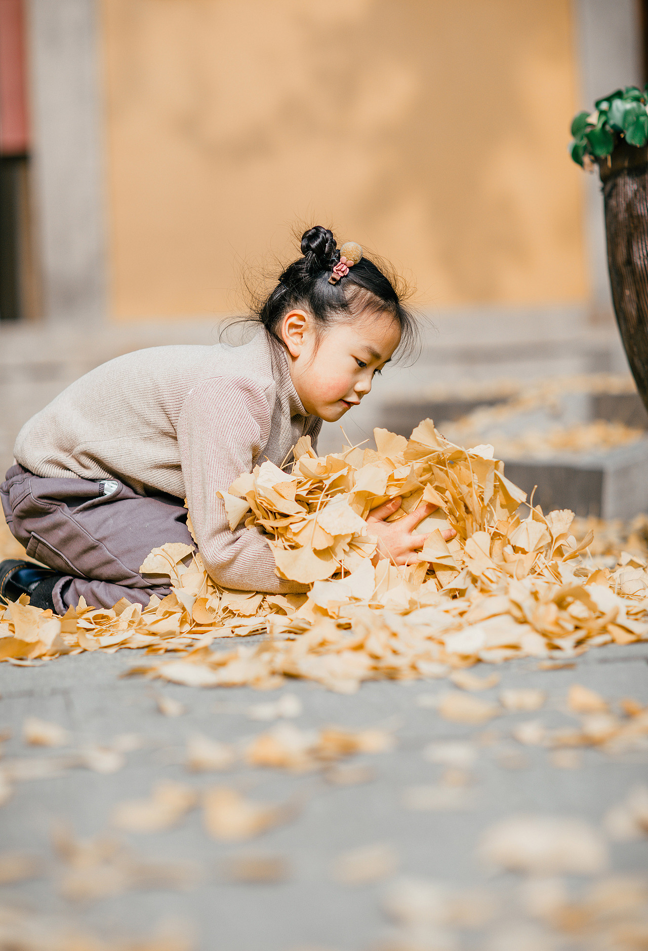 苏州银杏之美 · 定慧寺