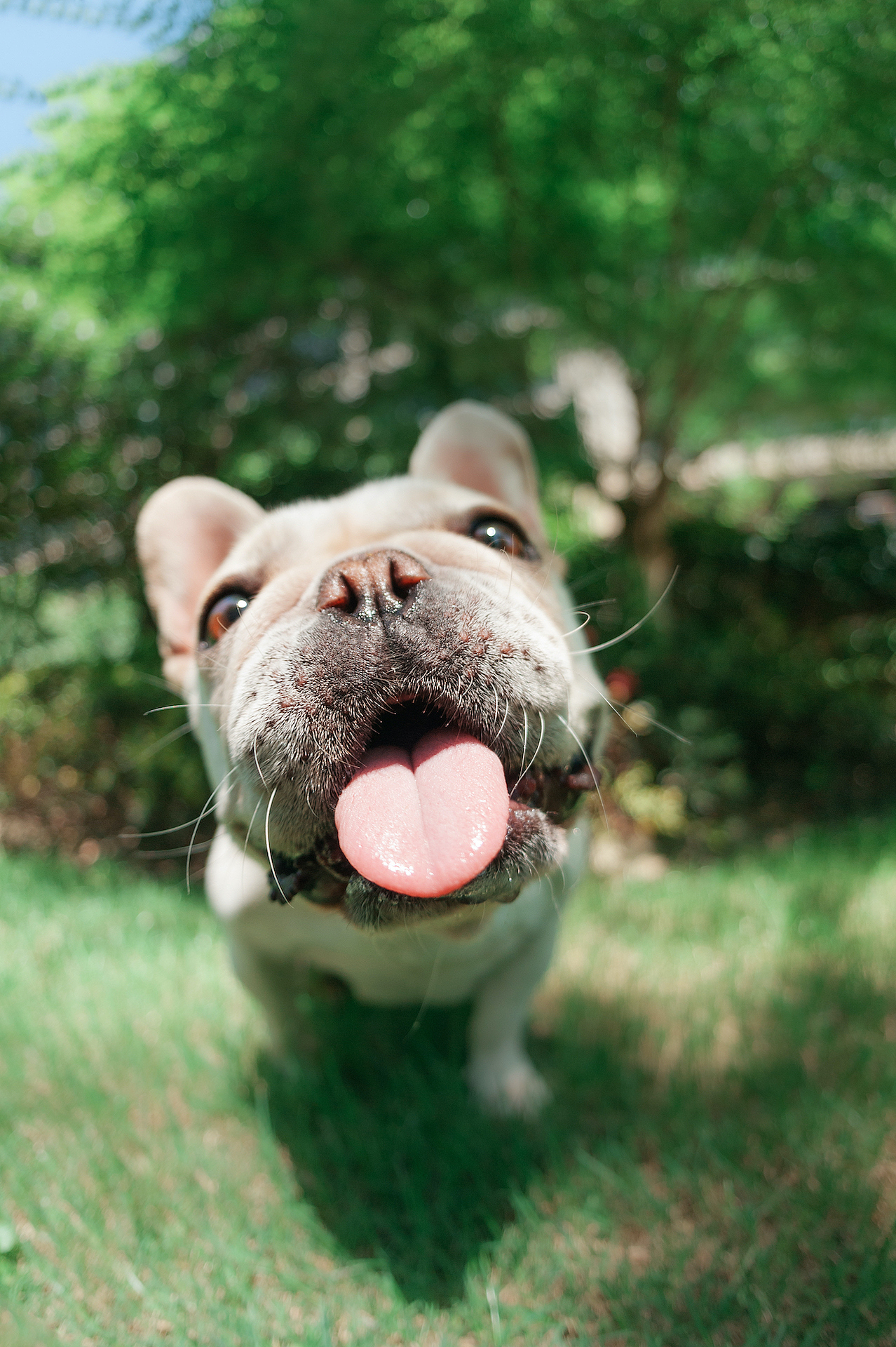 法牛的夏天 【均木纪实宠物摄影 宠物摄影 杭州】（图ZMjMxODQ0OTYw） - 宠物摄影 - 站酷设计师均木纪实宠物摄影原创素材 - 站酷ZCOOL