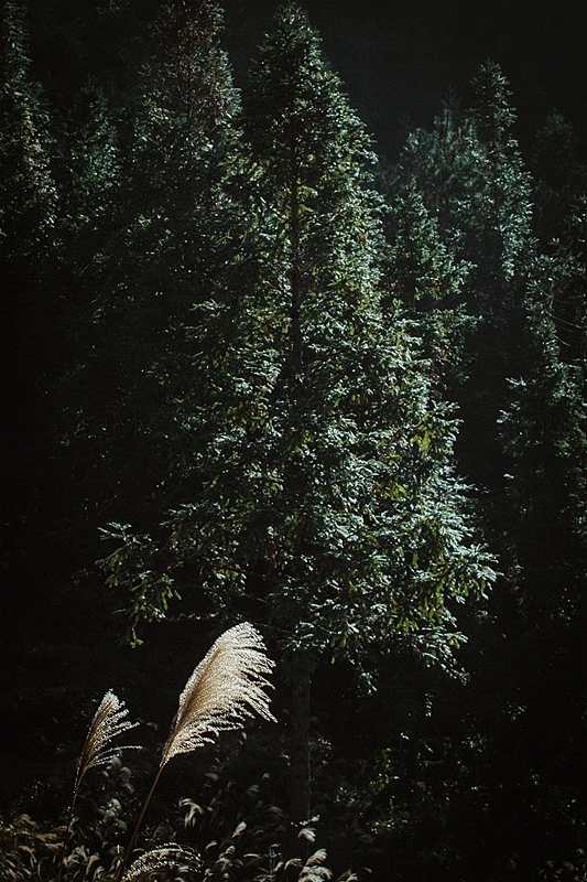 山林食纪之初月壁纸