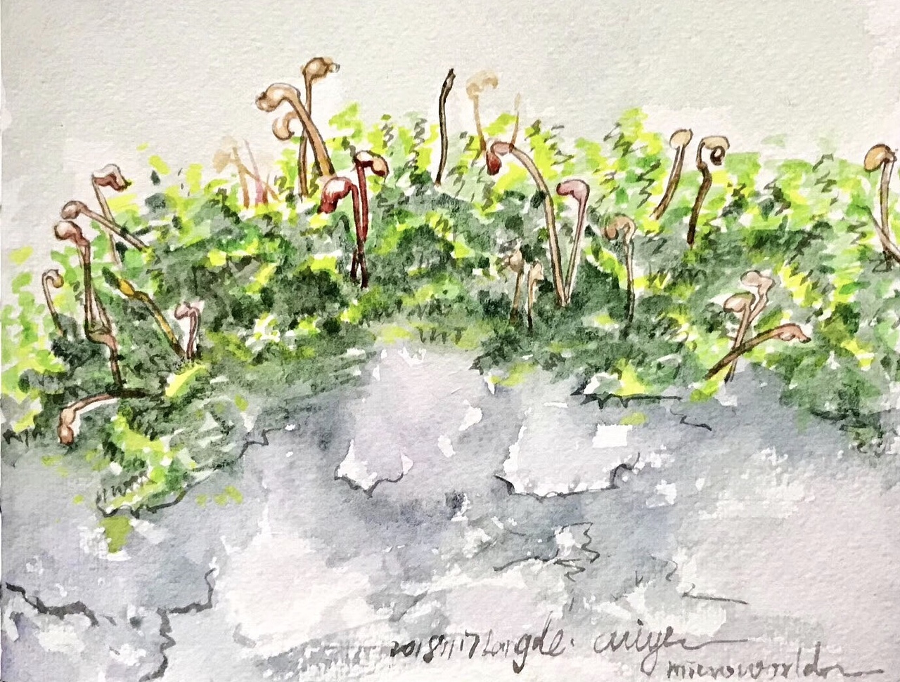 写生时,看到旁边湿湿的苔藓上长着很多黄褐色的芽