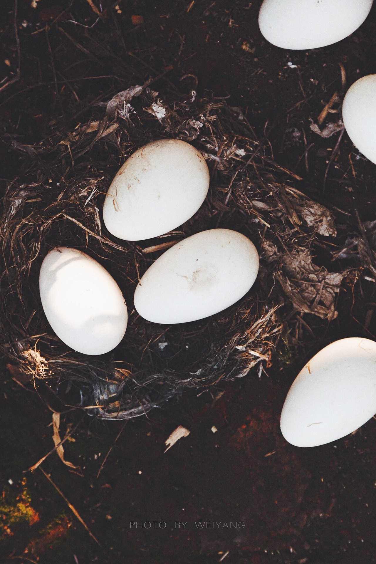 那些，关于丰收的味道（图ZNjEzMzMyMjg=） - 产品摄影 - 站酷设计师未央weiwei原创素材 - 站酷ZCOOL