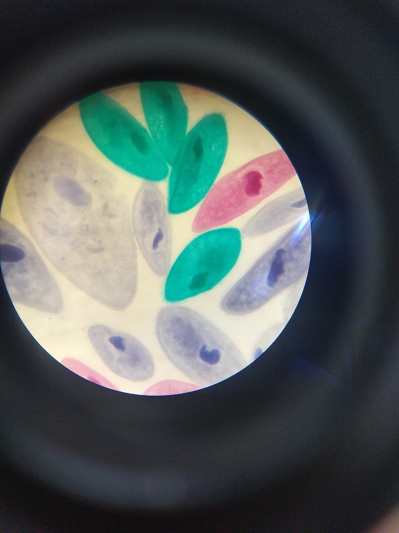 生物细胞观察（图ZMjQ0NDk0Nzgw） - 风光摄影 - 站酷设计师SGEJWJ原创素材 - 站酷ZCOOL