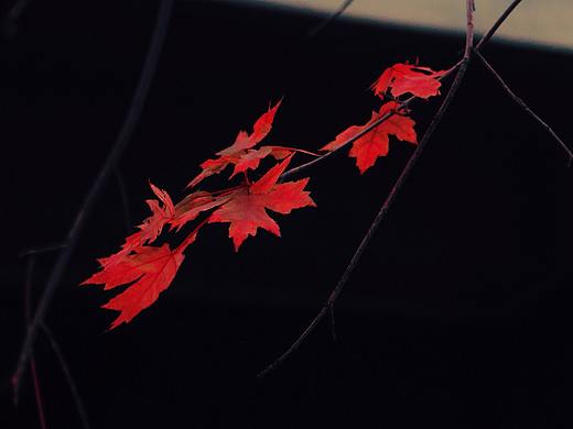霜叶红于二月花