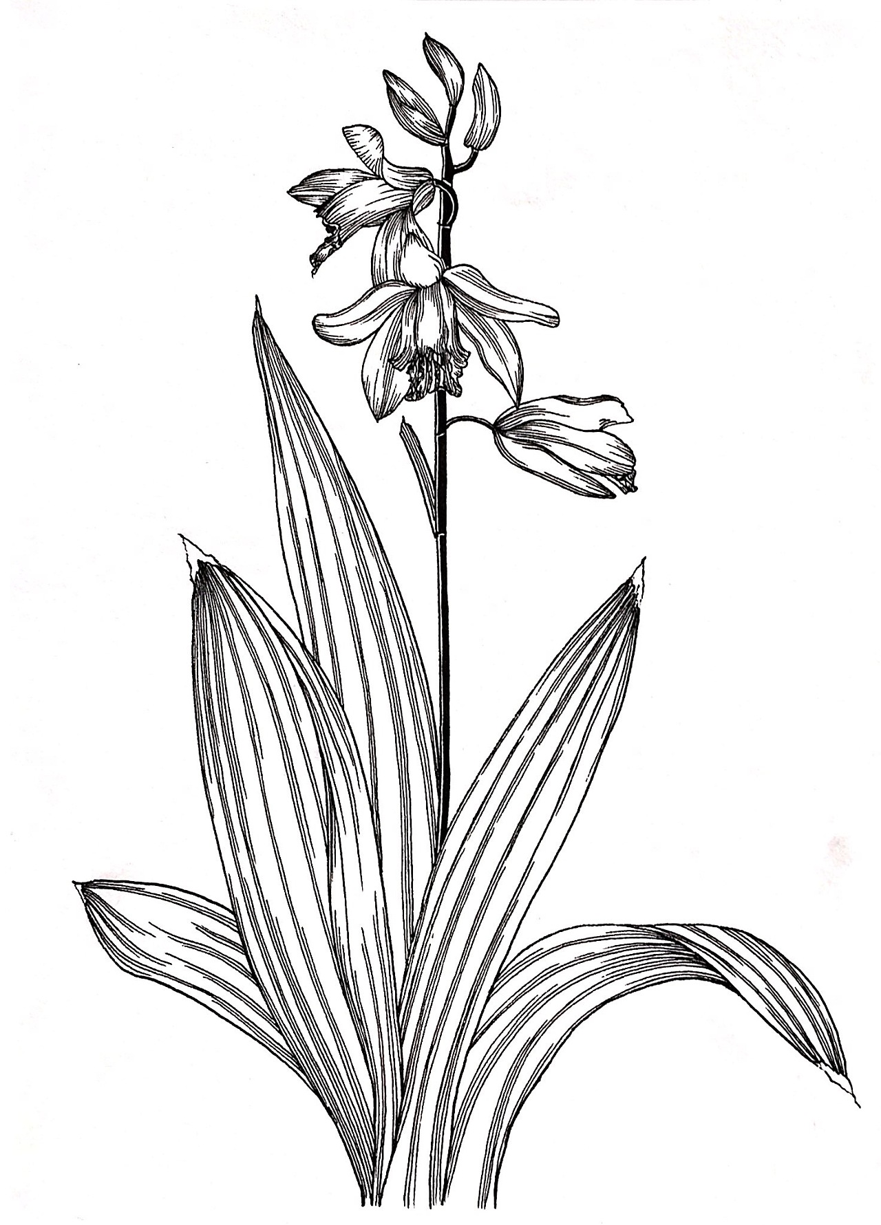 植物线描画简单黑白图片