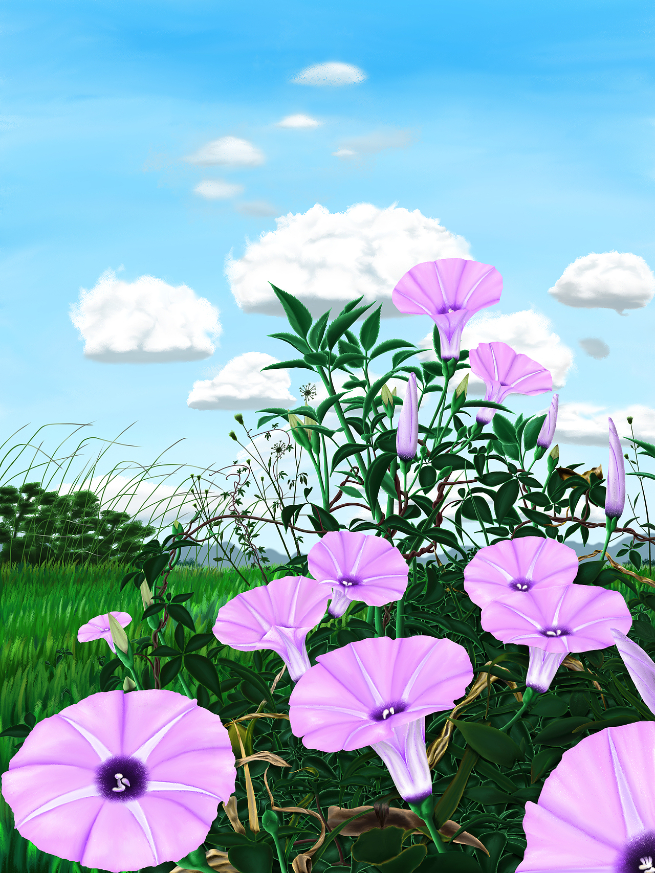 岁月静好——粉色牵牛花