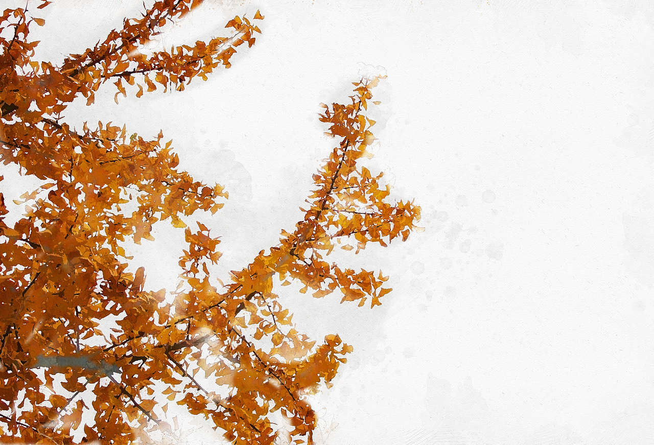 银杏叶·秋日记忆