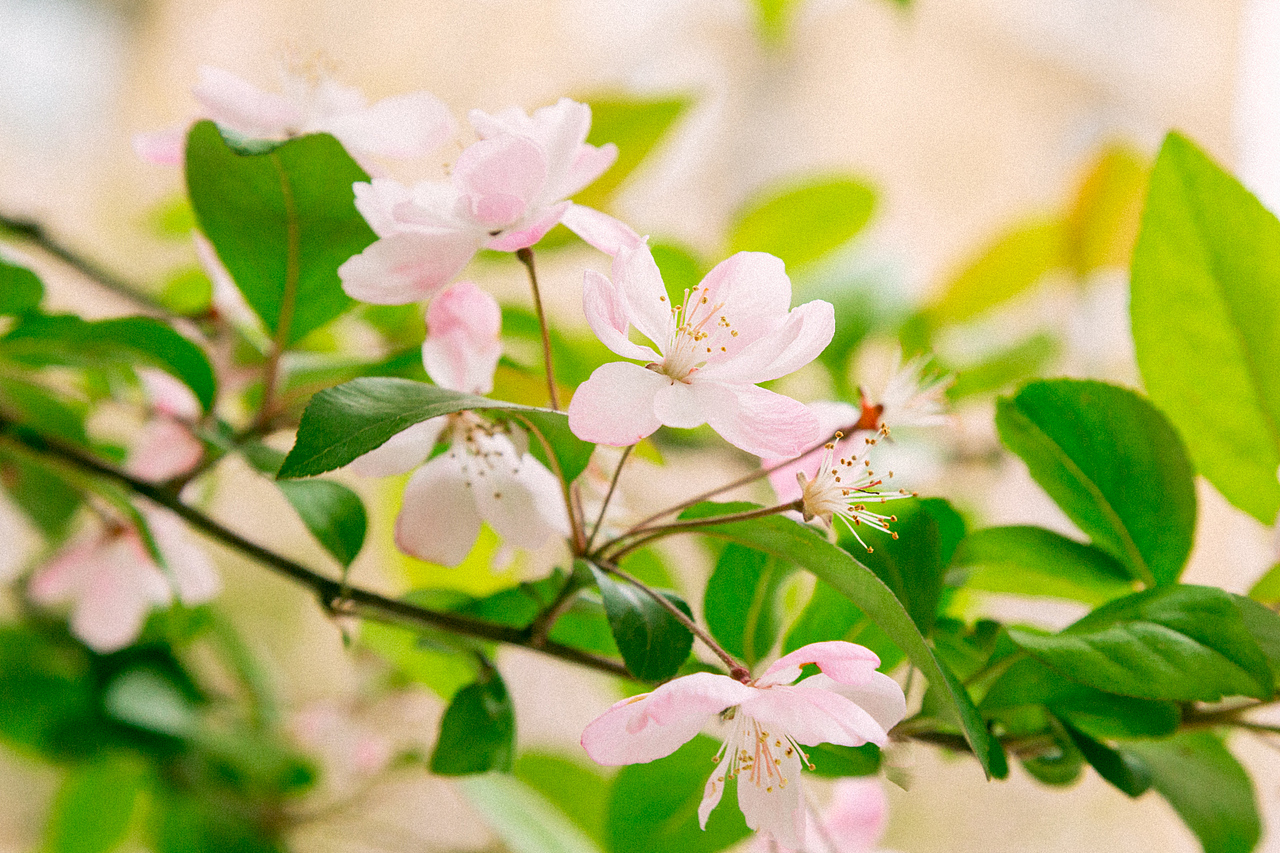 春天的味道（图ZMTUyNDA1MzQ4） - 风光摄影 - 站酷设计师果壳Guoke_原创素材 - 站酷ZCOOL