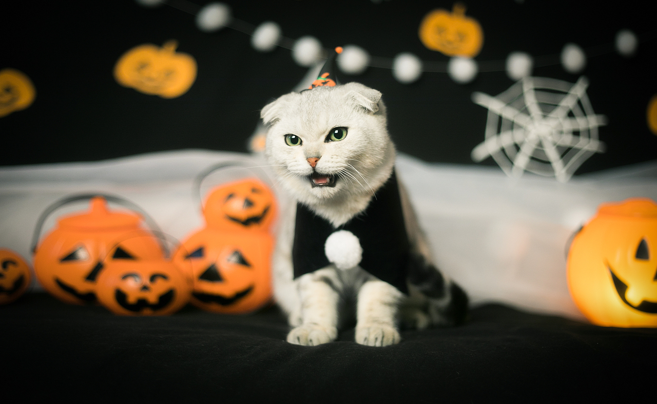万圣节小年年（图ZOTQ3MjEyOTI=） - 宠物摄影 - 站酷设计师懒惰的胡奇奇原创素材 - 站酷ZCOOL