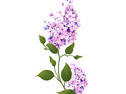 部分包装及手绘作品-食品滋补/人参/丁香花/福禄寿喜