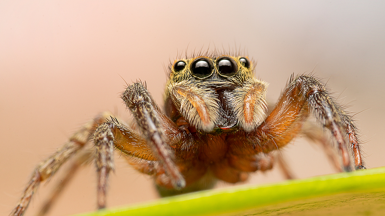 微观世界-蜘蛛（图ZMjAyMDU4MzQ4） - 风光摄影 - 站酷设计师bracelee原创素材 - 站酷ZCOOL