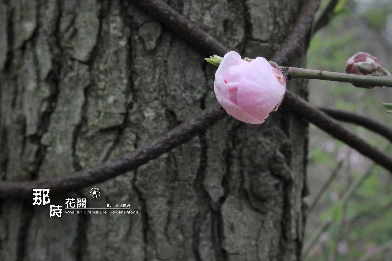 未闻花名——那时花开（二）（图ZNzQ4OTA0MzY=） - 修图/后期 - 站酷设计师星北世界原创素材 - 站酷ZCOOL