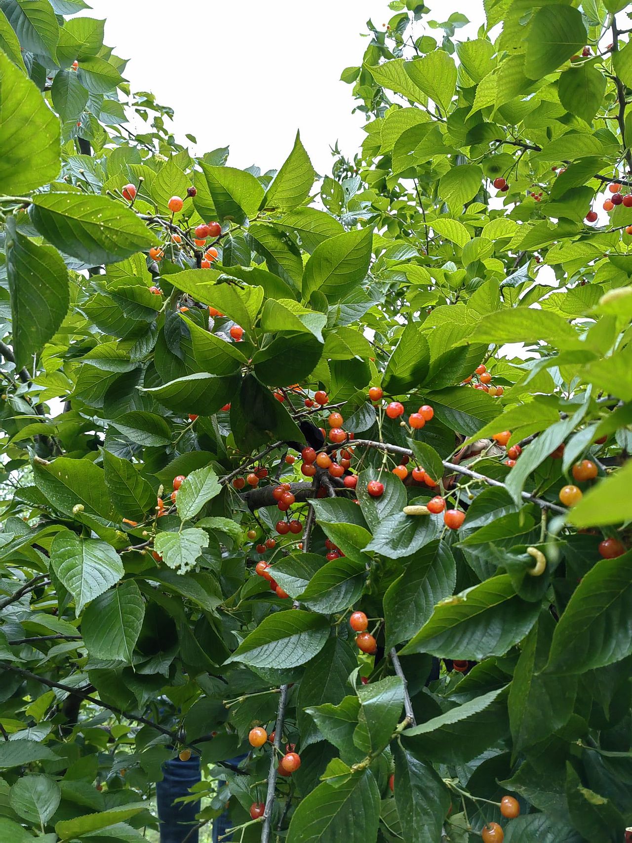 5.1出游季（图ZMzM5MzM3NDQw） - 风光摄影 - 站酷设计师红云道友原创素材 - 站酷ZCOOL