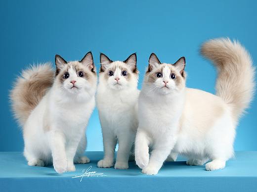 布偶猫