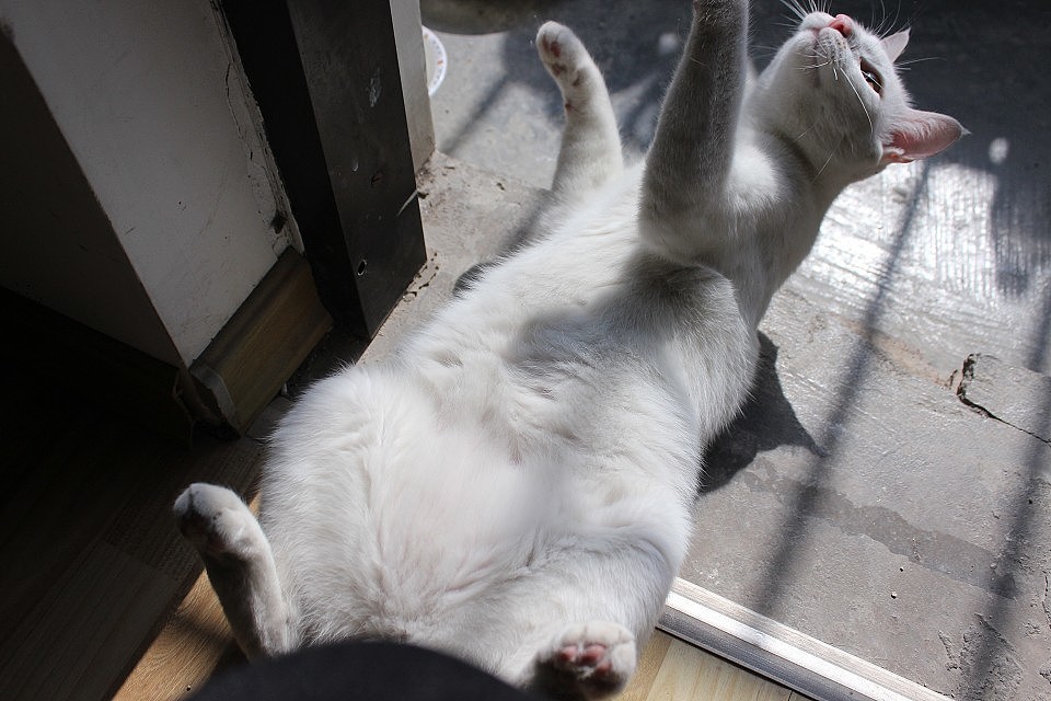 肥肉（图ZMjU2MTEyOTY=） - 宠物摄影 - 站酷设计师周小右原创素材 - 站酷ZCOOL