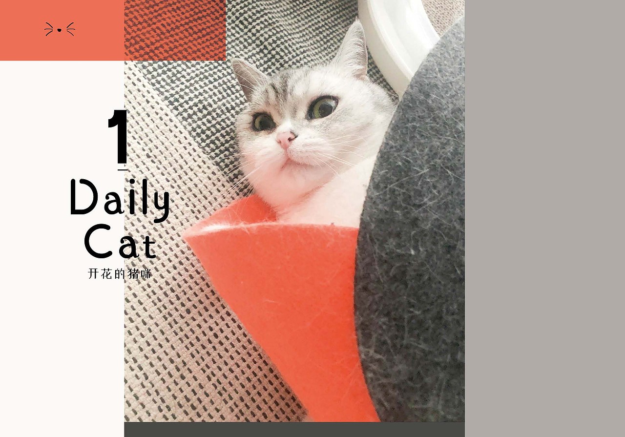 每日一喵