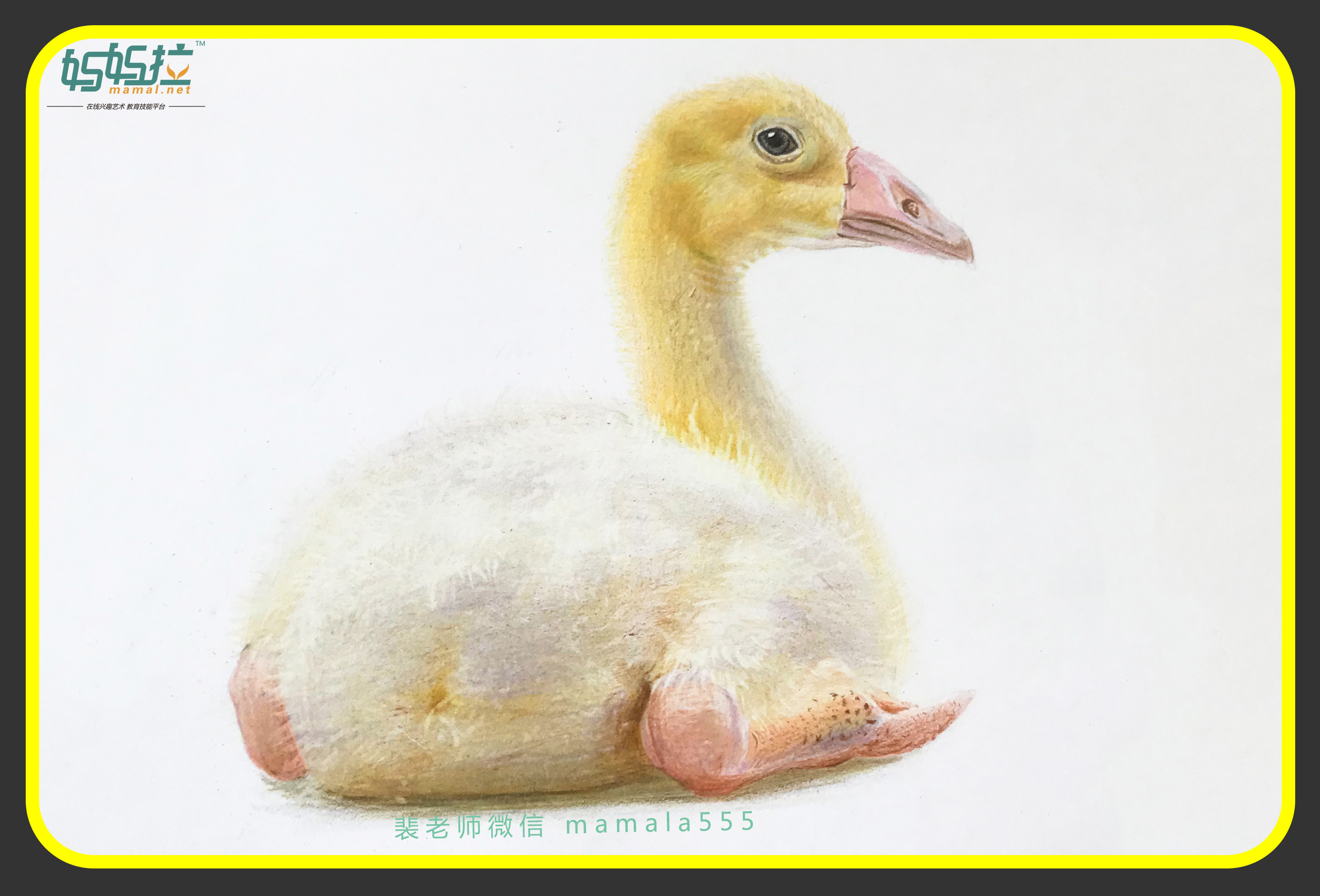 彩铅小鸭子