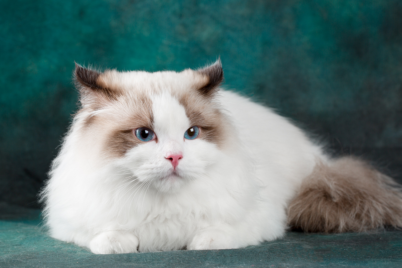 布偶——猫中的精灵