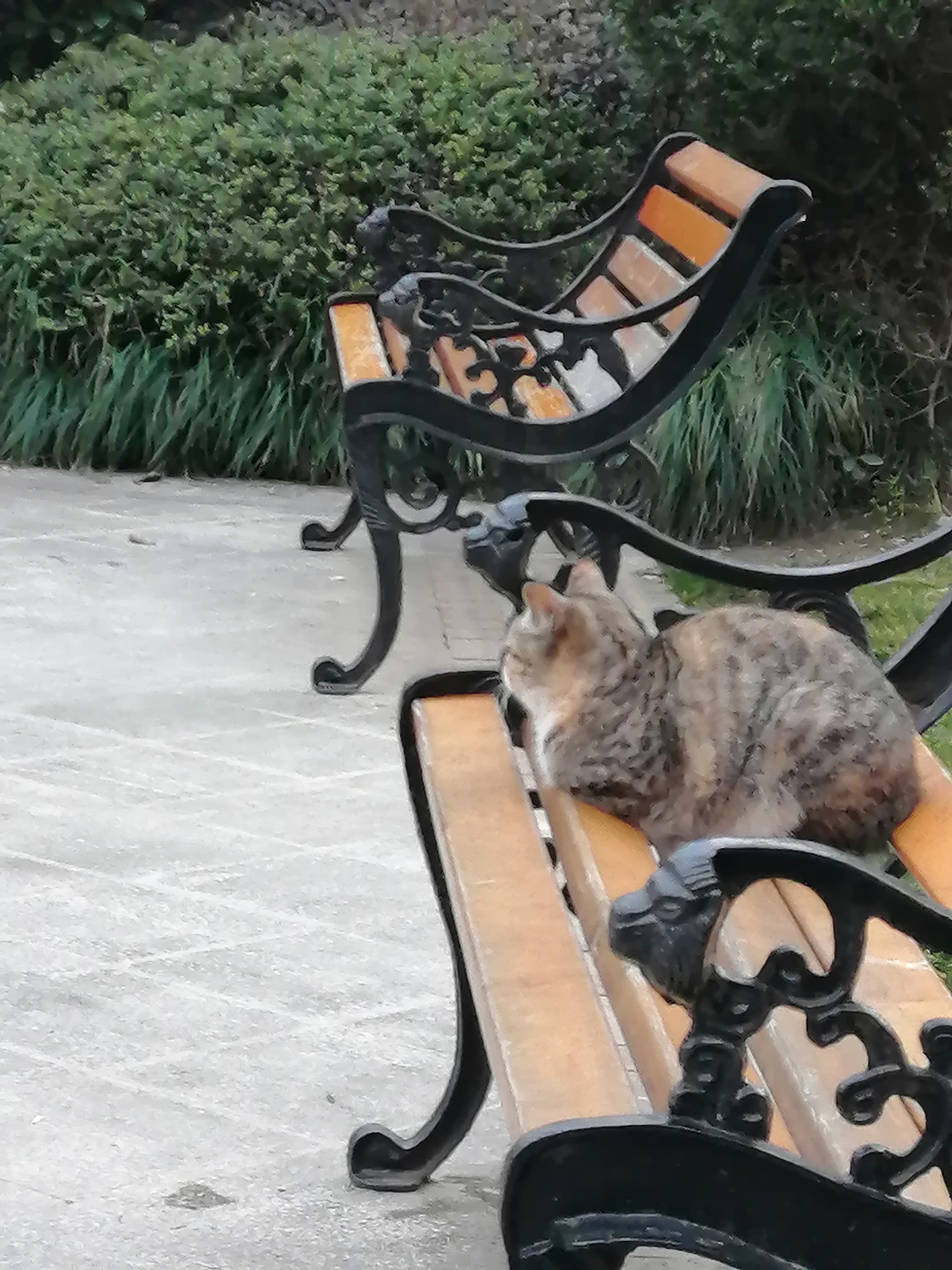 午后（图ZMTk1MzY4ODg4） - 宠物摄影 - 站酷设计师Z86709139原创素材 - 站酷ZCOOL