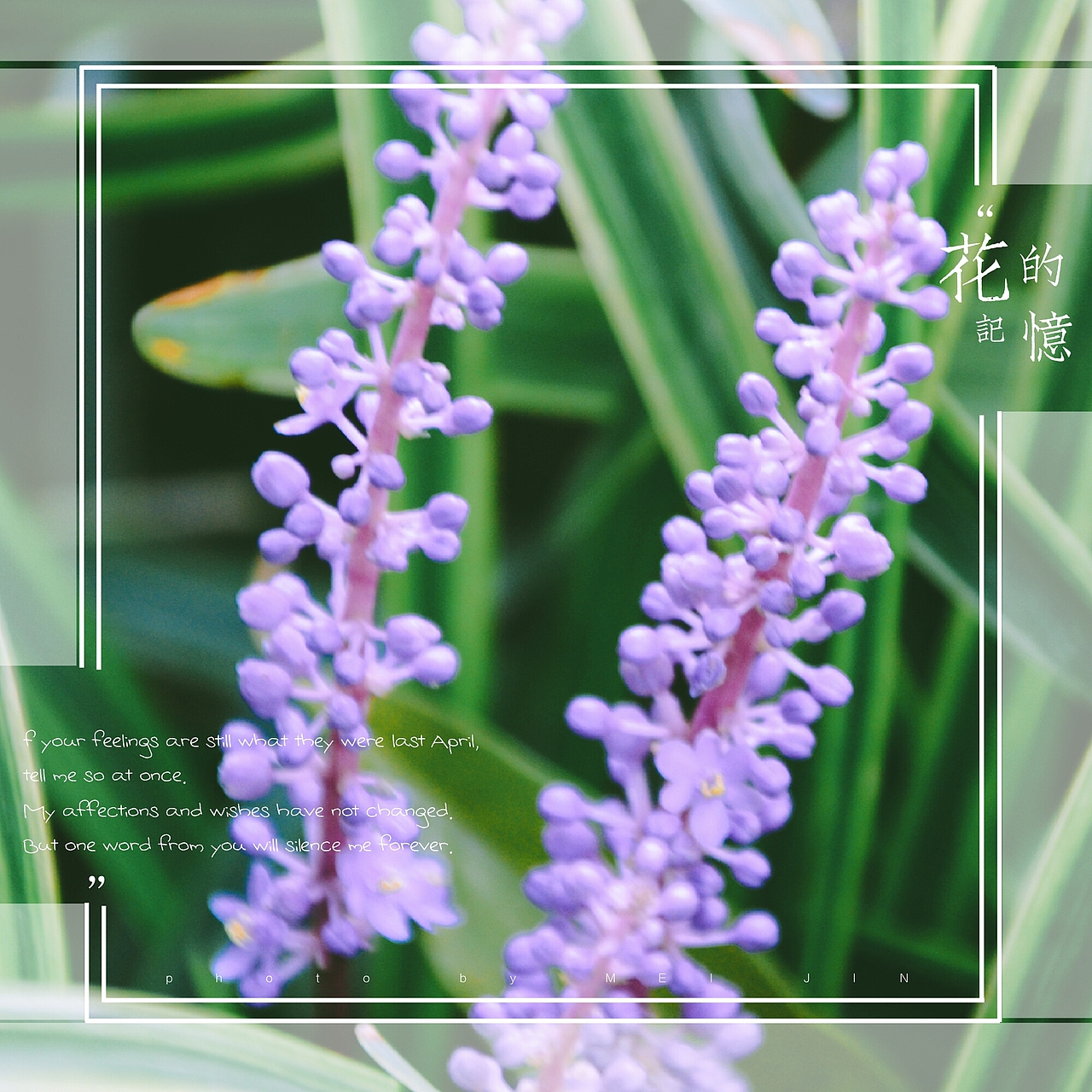 花的记忆（图ZOTMwODI5MjA=） - 风光摄影 - 站酷设计师爱摄影的五花肉原创素材 - 站酷ZCOOL