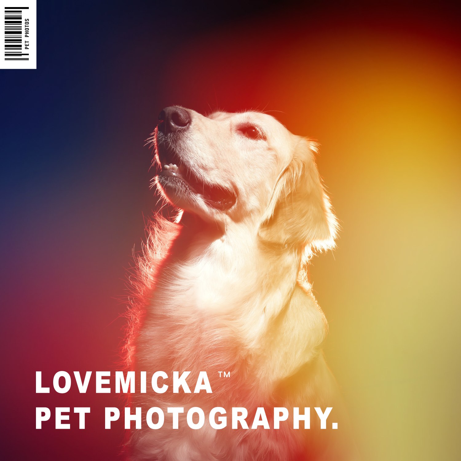 寵物攝影師小貝的個(gè)人主頁（背景預(yù)覽） - 主頁背景設(shè)置 - 站酷設(shè)計(jì)師寵物攝影師小貝原創(chuàng)素材 - 站酷ZCOOL