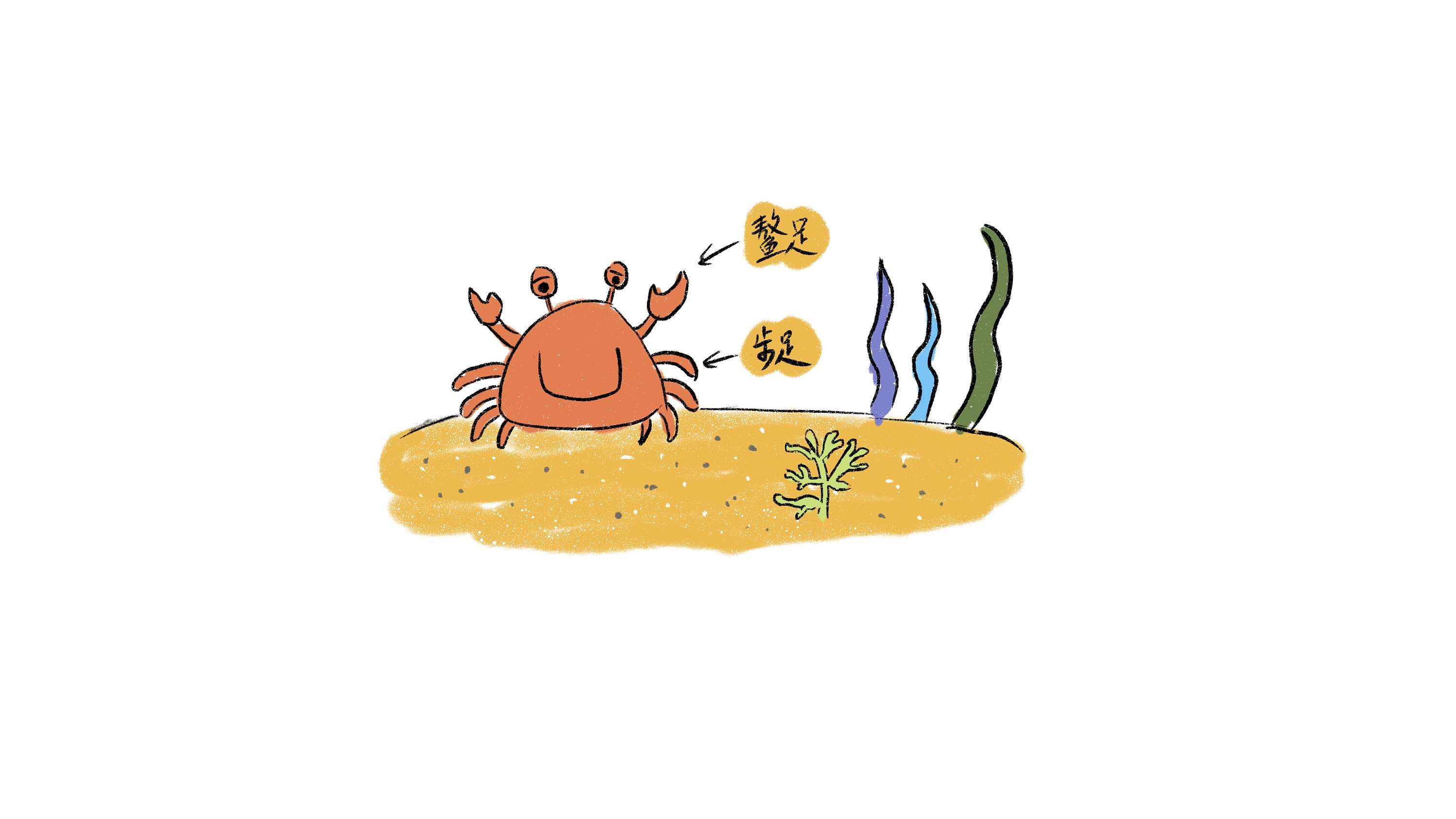 【小阿图科普】为什么螃蟹要横着走?