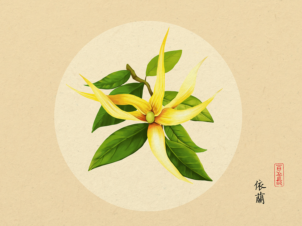 植物插画