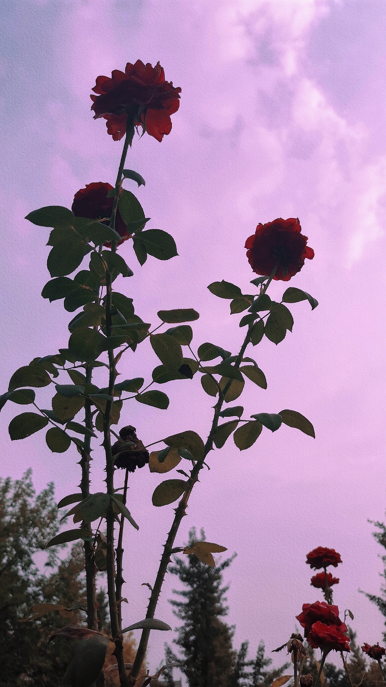 转眼夏天成了故事 秋天成了风景