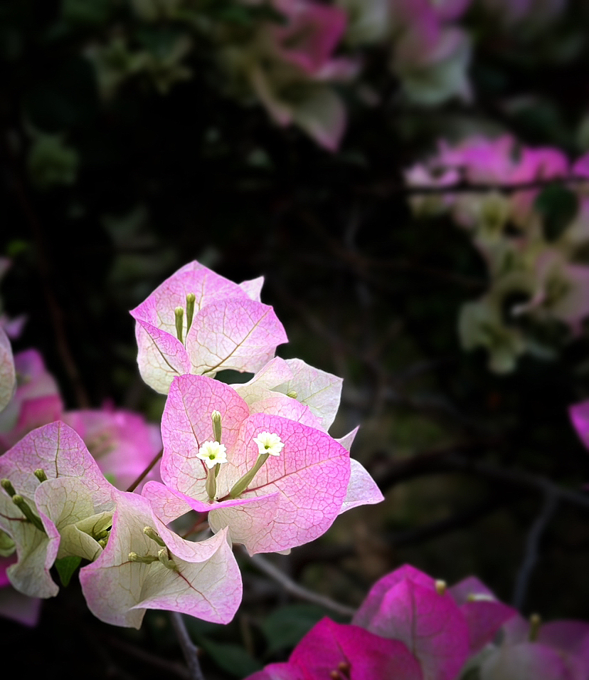 花的心，藏在蕊中（图ZMzM1MjI3Nzg0） - 风光摄影 - 站酷设计师阿庸77原创素材 - 站酷ZCOOL