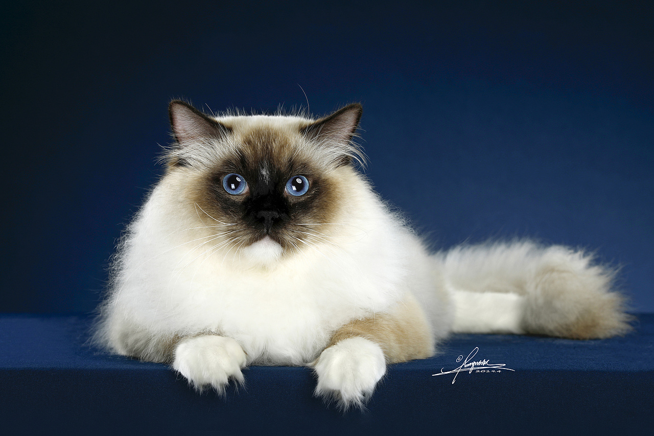 布偶猫|摄影|宠物摄影|AMYWORKS赛猫摄影 - 原创作品 - 站酷 (ZCOOL)