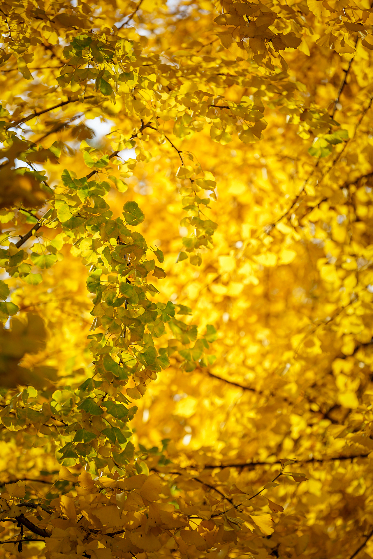 成都的银杏季（图ZMTM3OTIxMzIw） - 人文/纪实摄影 - 站酷设计师迪克高原创素材 - 站酷ZCOOL