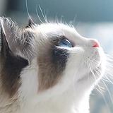 喵十月的头像