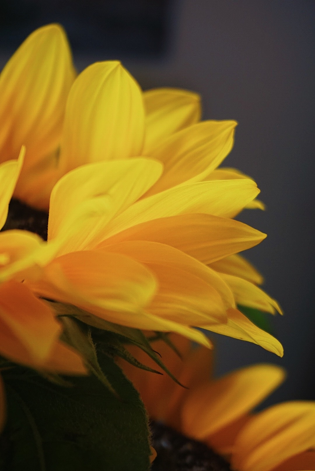 向日葵（图ZMjE1NzUxNzc2） - 产品摄影 - 站酷设计师大小傻子xin原创素材 - 站酷ZCOOL