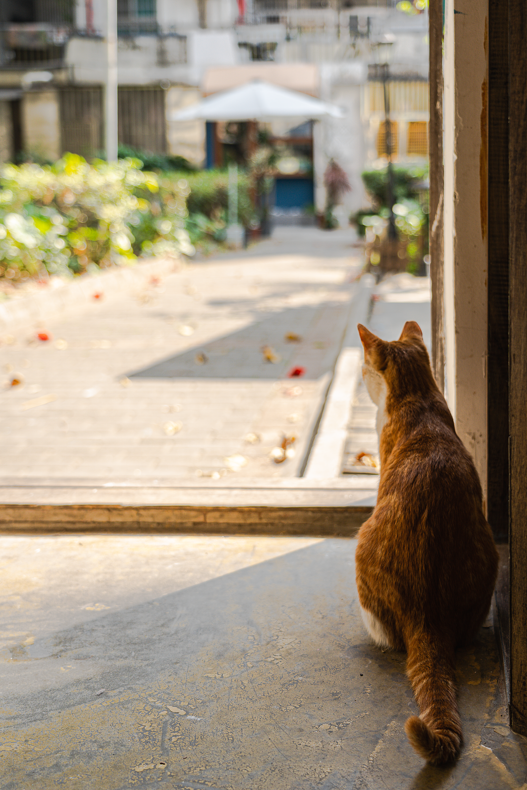 园岭新村•深圳的世外桃源