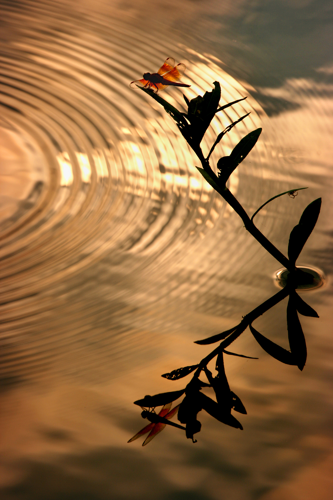 荷塘中的小精灵