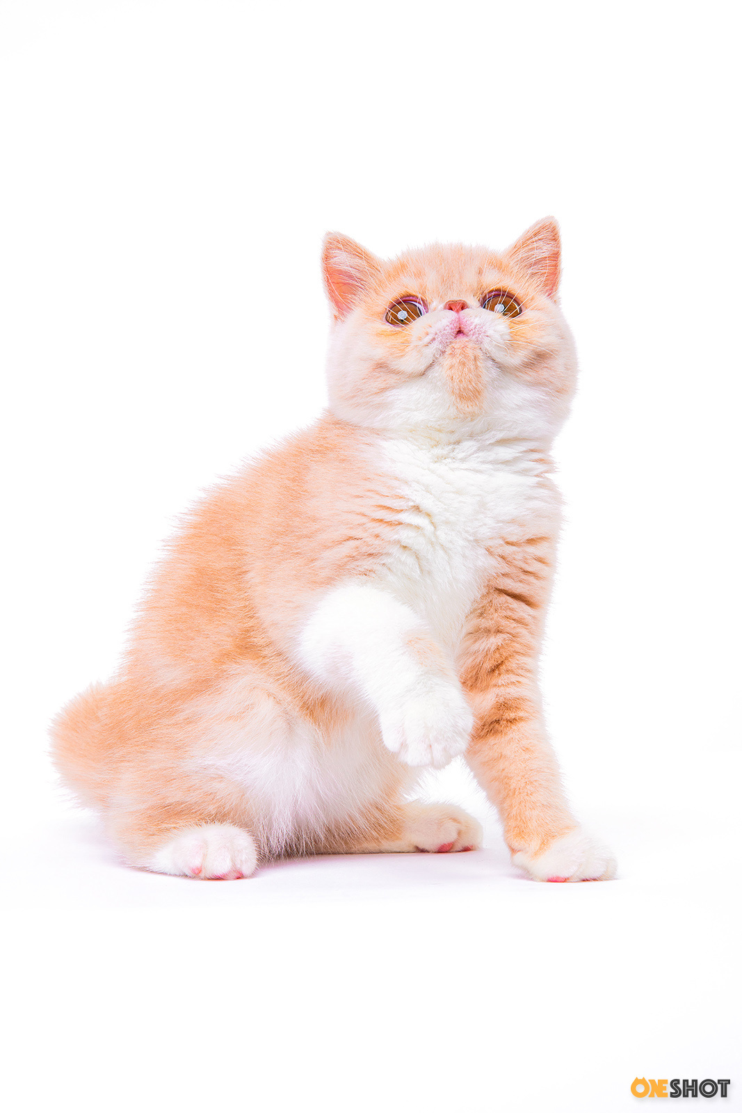 白底证件照-加菲猫(幼/成)