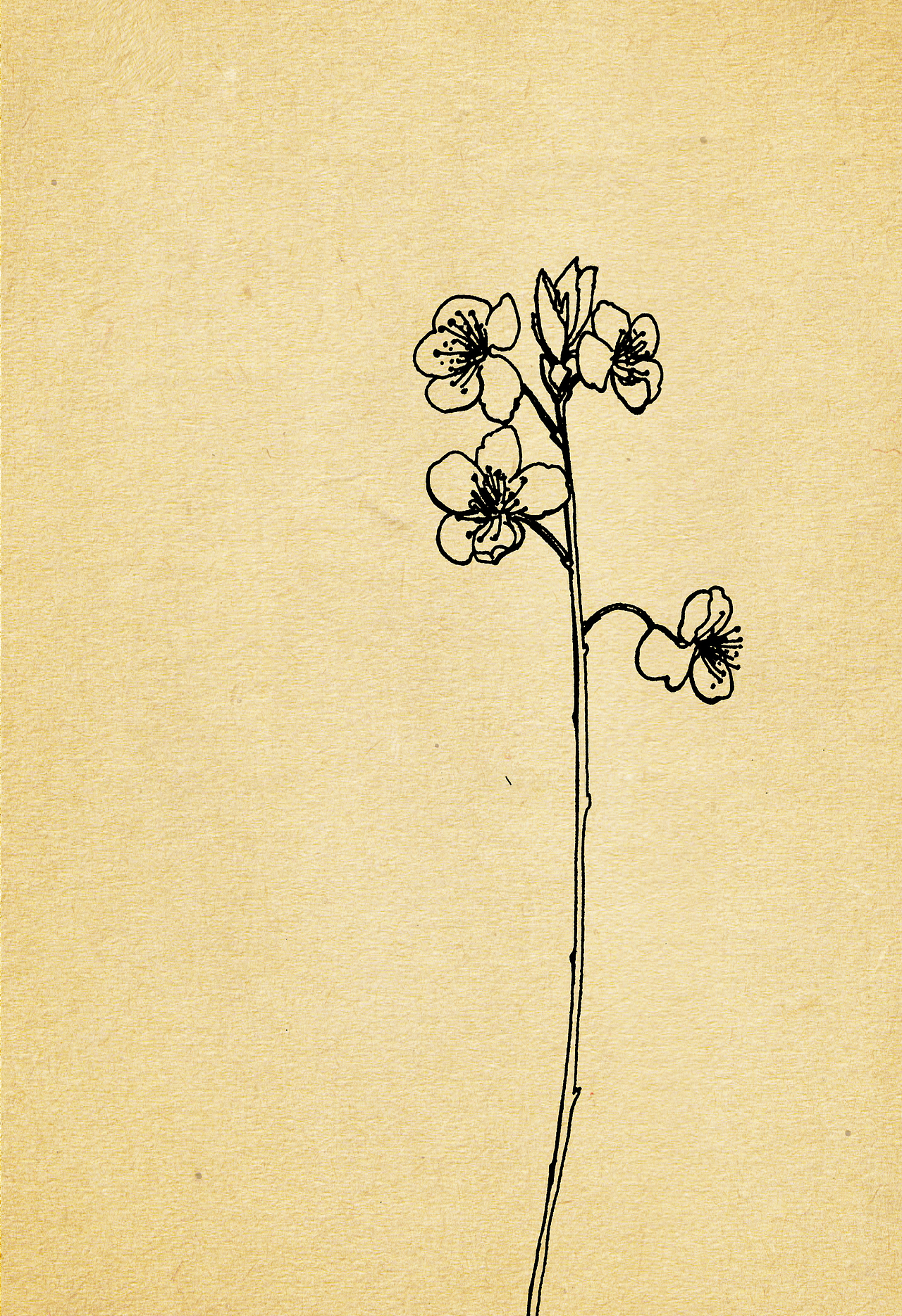 瓶插对临--梨花雨