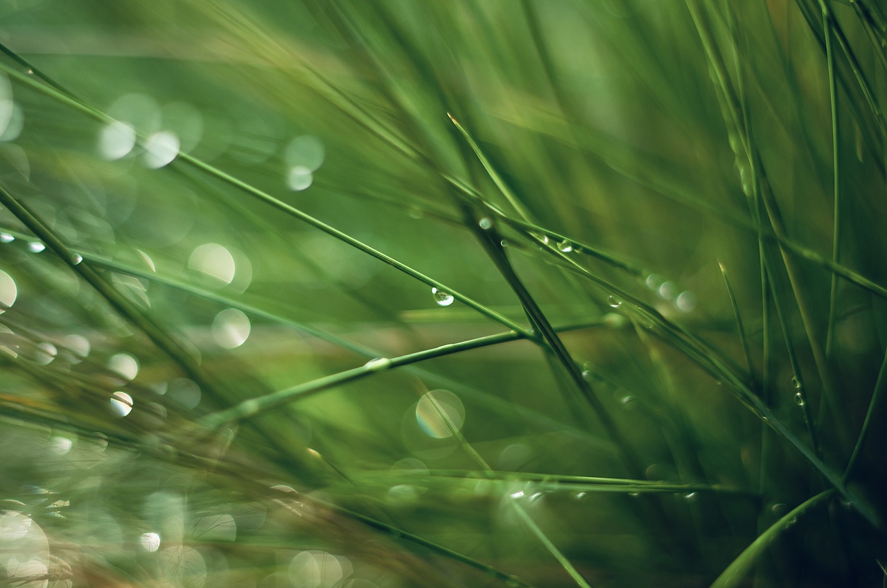 雨后草叢（圖ZMjcyNTczOTU2） - 風(fēng)光攝影 - 站酷設(shè)計(jì)師愛情三腳貓520原創(chuàng)素材 - 站酷ZCOOL