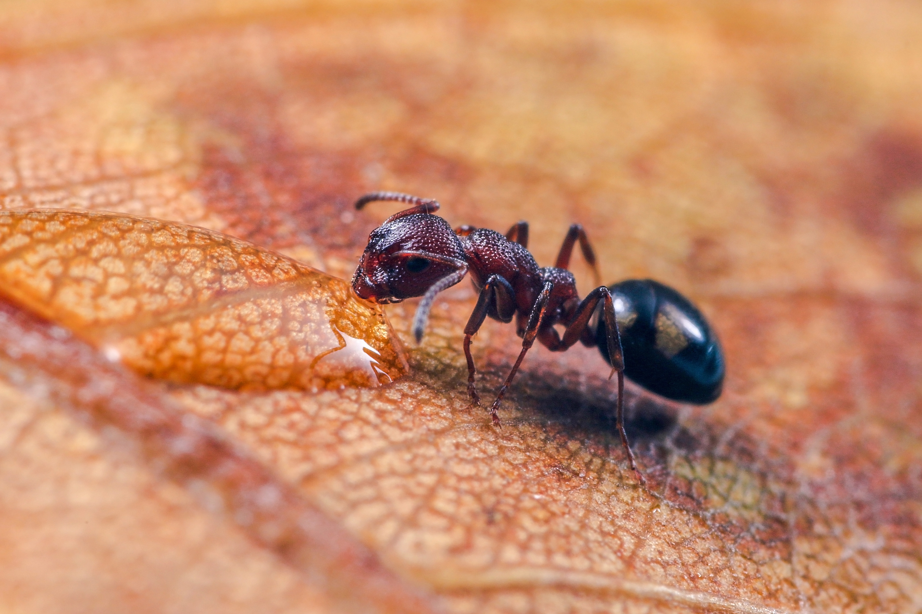 小蚂蚁的样子图片