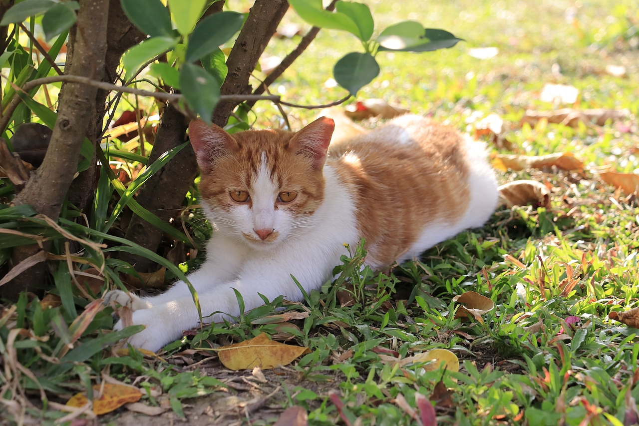 东湖公园之偶遇鸟趣&猫咪（图ZMjQzNjUwMzAw） - 风光摄影 - 站酷设计师飞天猪猫原创素材 - 站酷ZCOOL