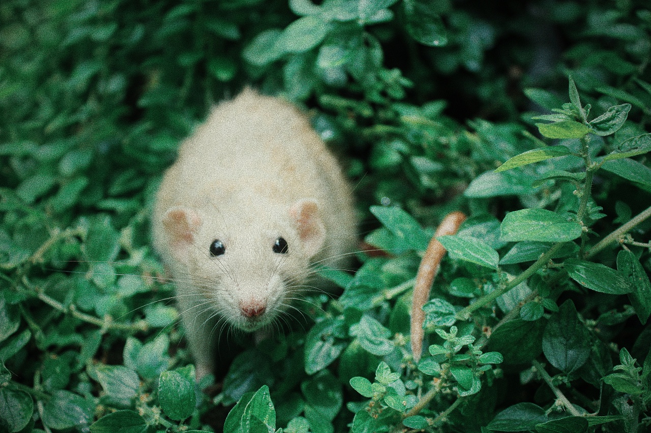 花枝鼠摄影