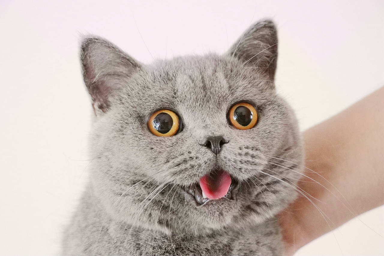 种猫-MM-纯蓝色-冬梅-英国短毛猫|沐米猫舍