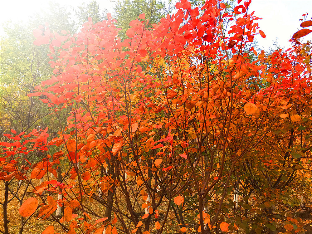 刘勇良手机纪实摄影:落叶归根