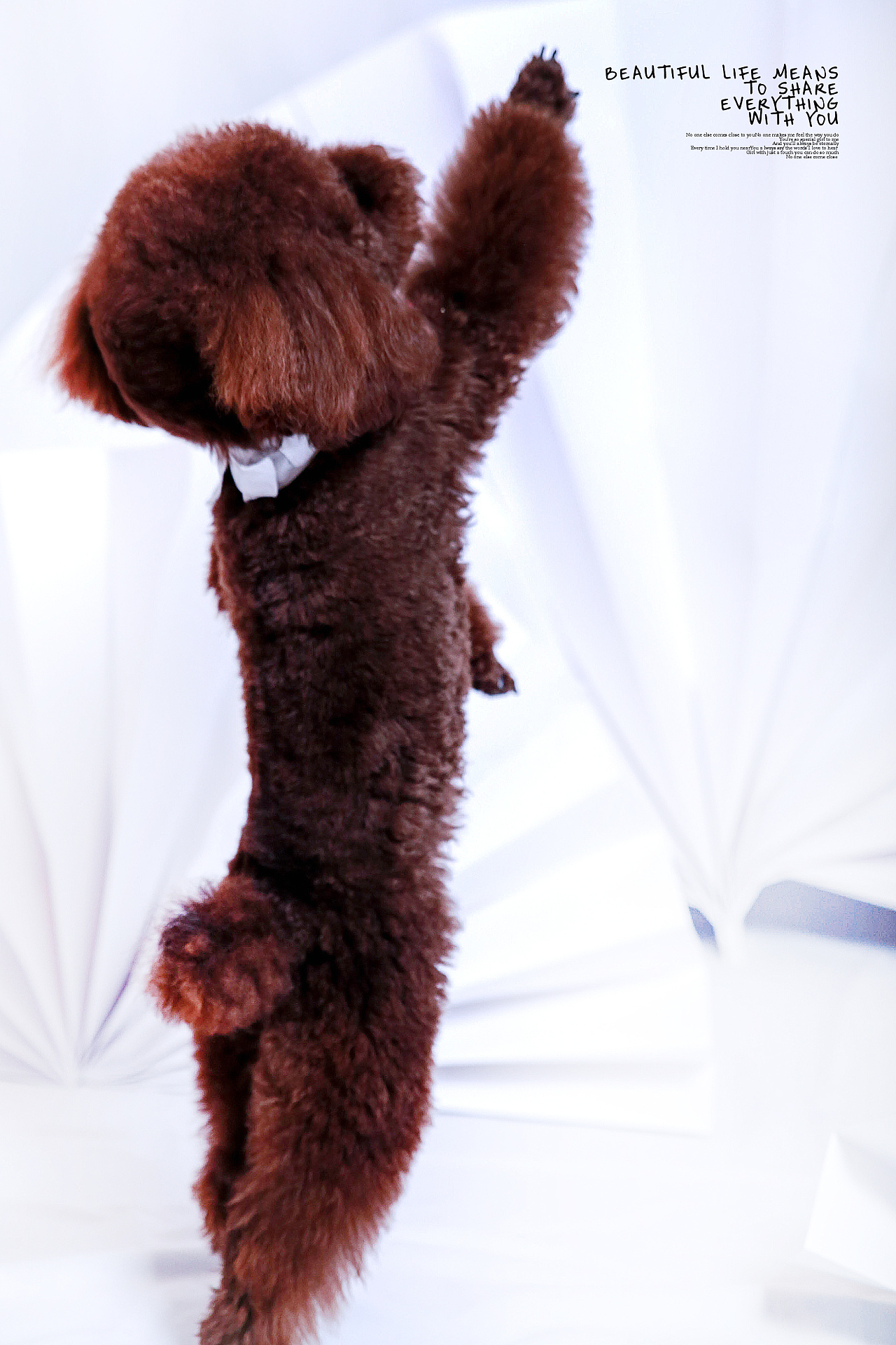 【i,pet宠物摄影】噗噗室内照