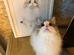 彩铅布偶猫过程图