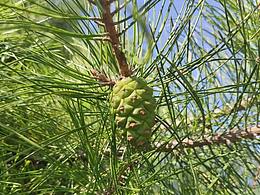 没熟的天书奇谭