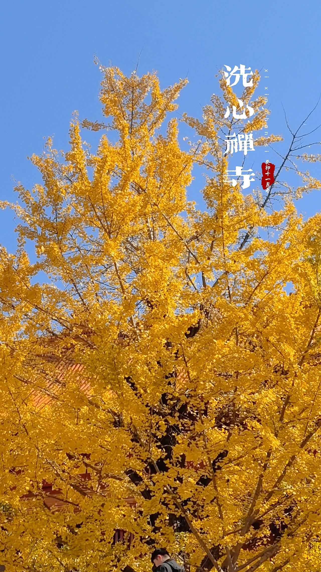 洗心禅寺-2023年秋