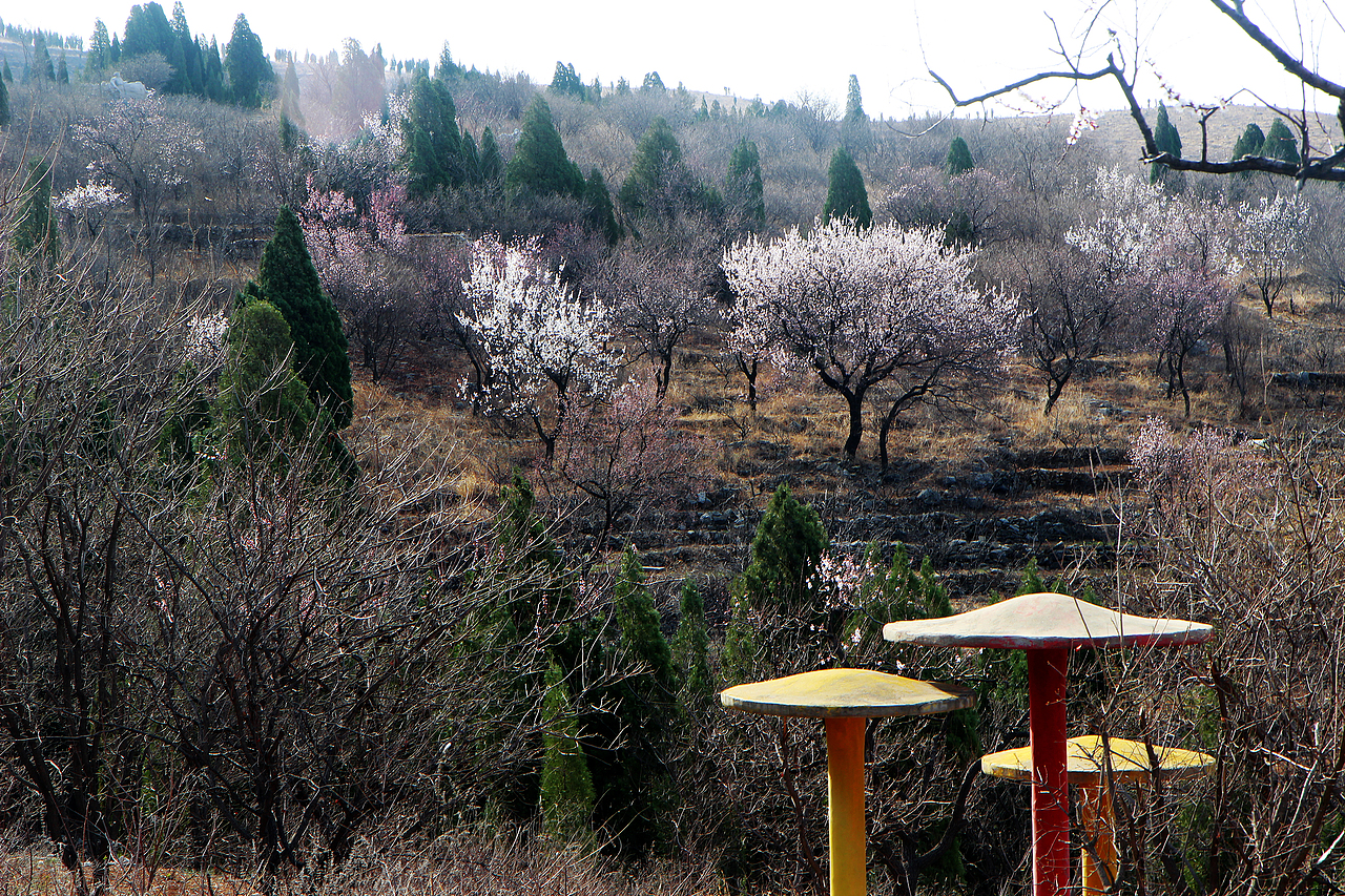 一枝红杏出墙来（图ZMTU2MTU2MTQ0） - 风光摄影 - 站酷设计师pp1111原创素材 - 站酷ZCOOL